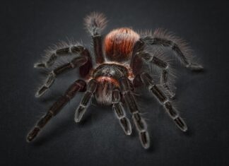 Dlaczego pająki nie należą do owadów?