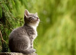 Czy koty boją się folii aluminiowej?