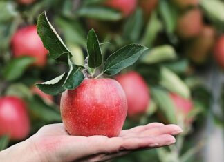 Ile kg jabłek mieści się w skrzynce?